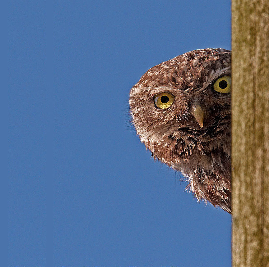 Un mochuelo. Austin Thomas