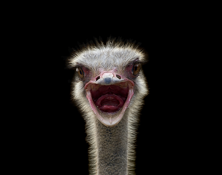 Avestruz. After Pow, Marina Cano