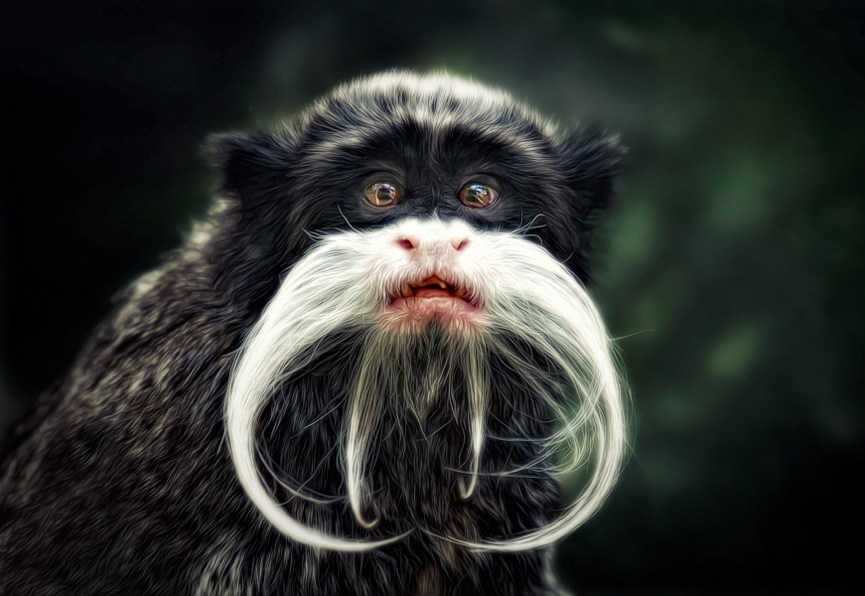 Emperador Tamarin. Manuela Kulpa