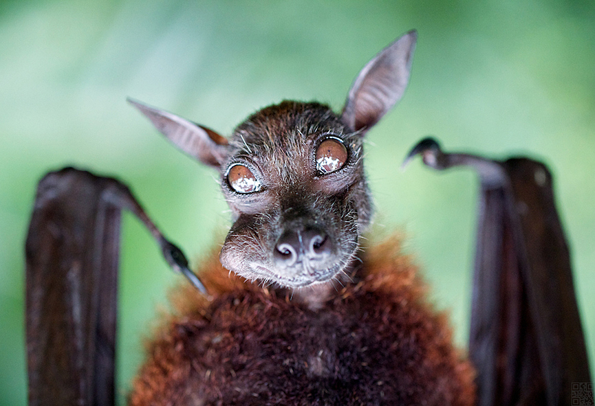 Murcielago. Benny Iskandar