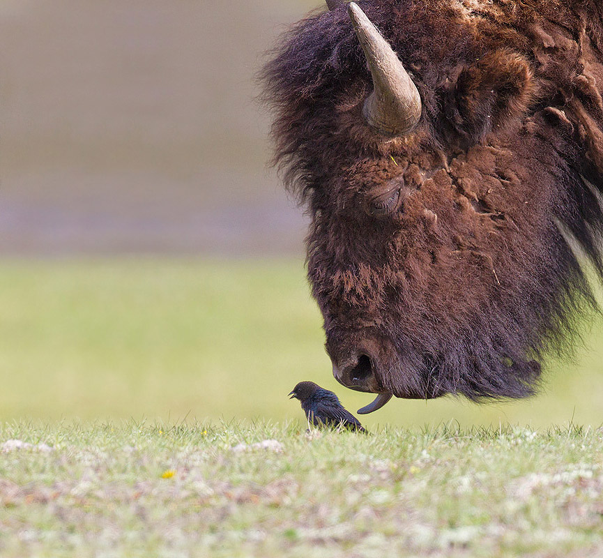 Yellowstone National Park, Tin Man