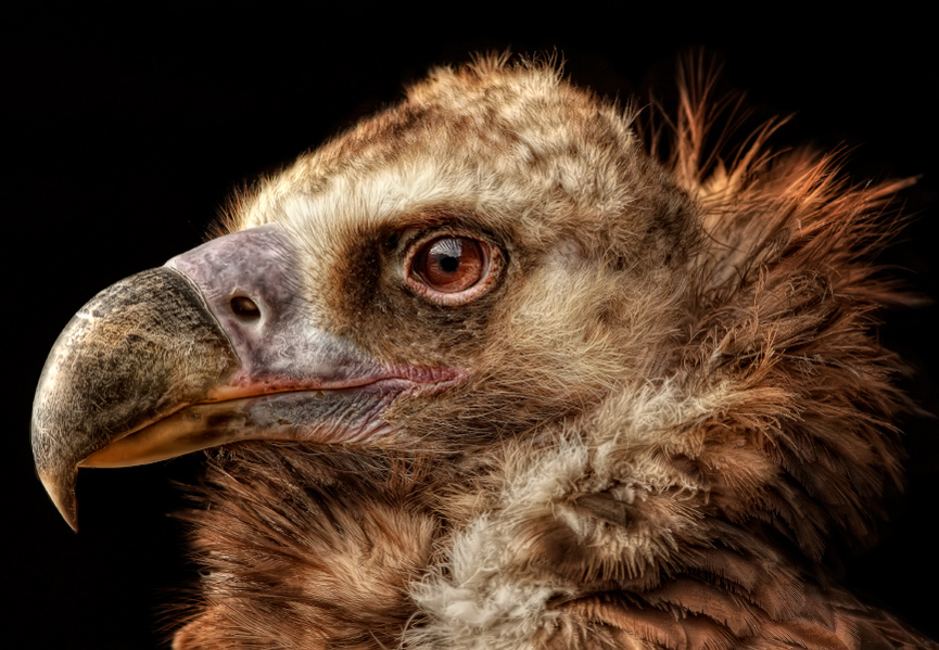 Buitre Negro. Manuela Kulpa