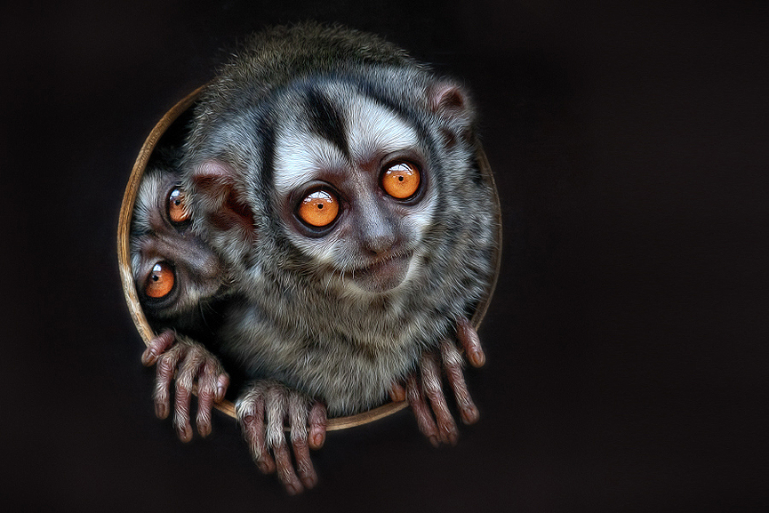 2 monos de vientre gris. Zoo de Dortmund, Manuela Kulpa