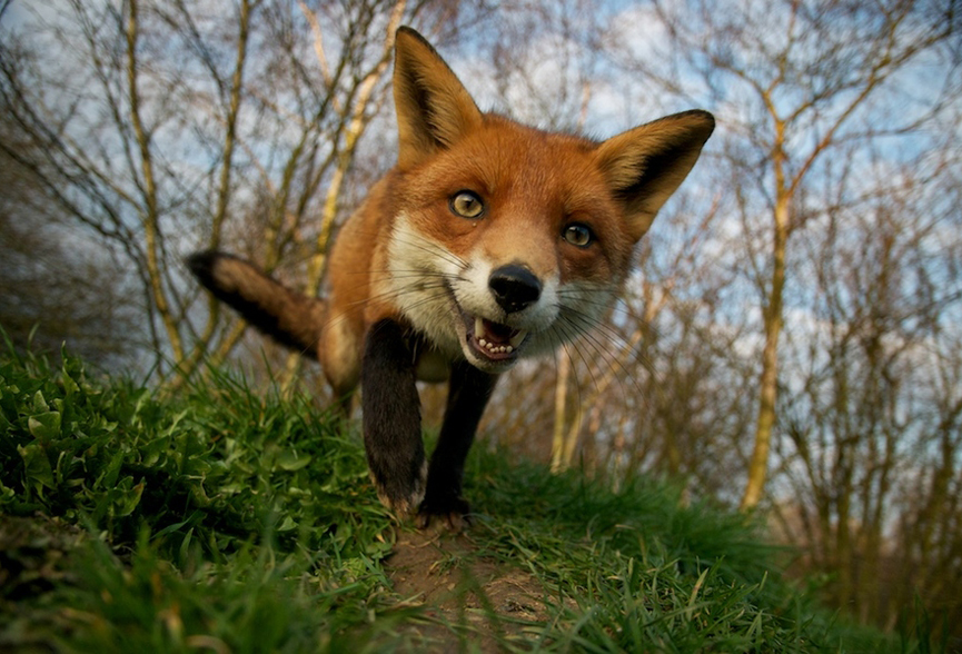 Zorro rojo. Matt Binstead