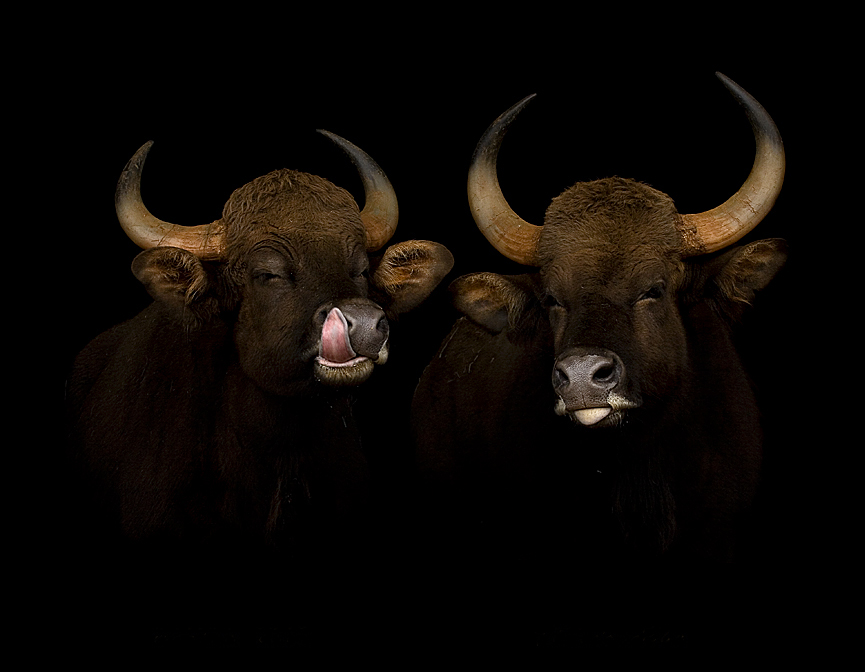 Lamiéndose. Marina Cano