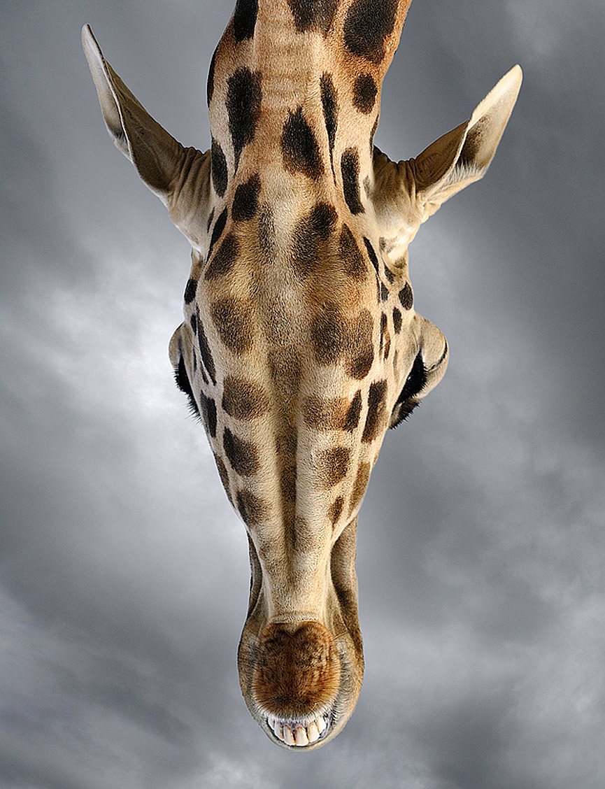 Looking Up. Marsel van Oosten