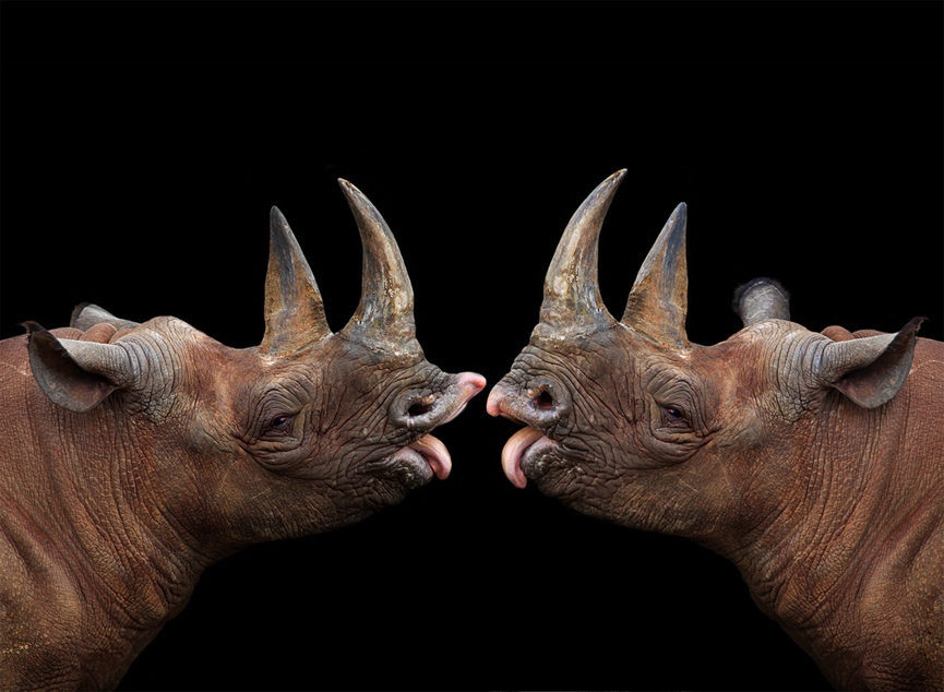 Rinocerontes. Klaus Wiese