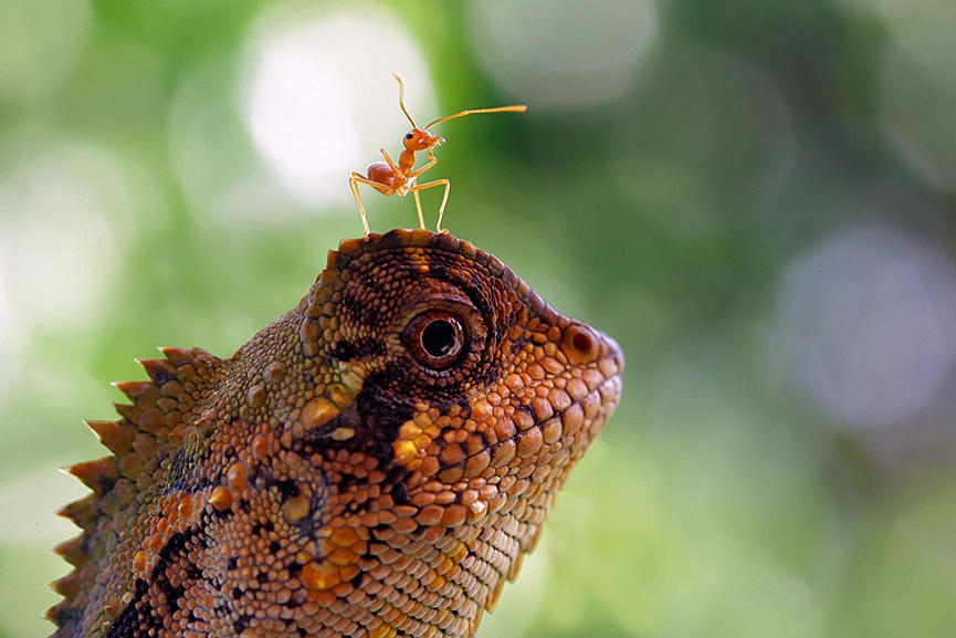 Hormiga en mi cabeza. Teguh Santosa