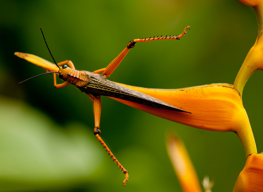 Saltamontes, Honduras. Lisa Armstrong