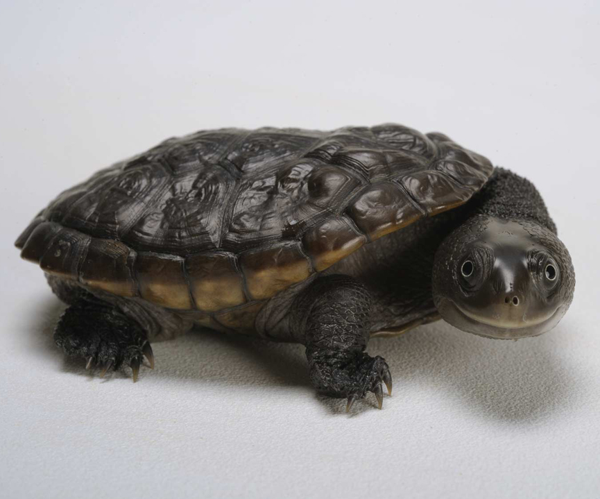 Tortuga Reimann sonriendo. Joel Sartore
