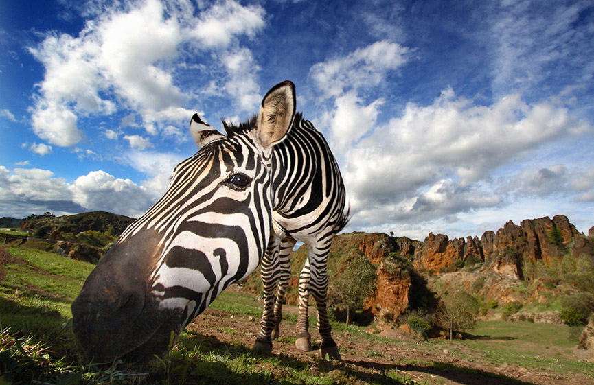 Cebra curiosa en Cabarceno, Cantabria. Marina Cano