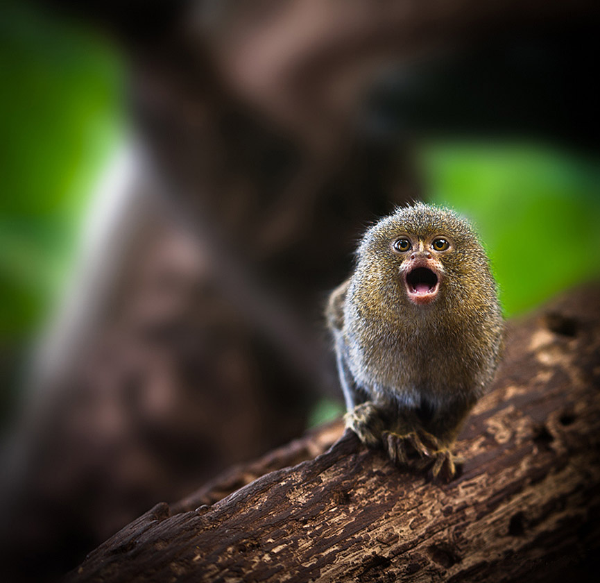 Tití pigmeo. Manny Estrella