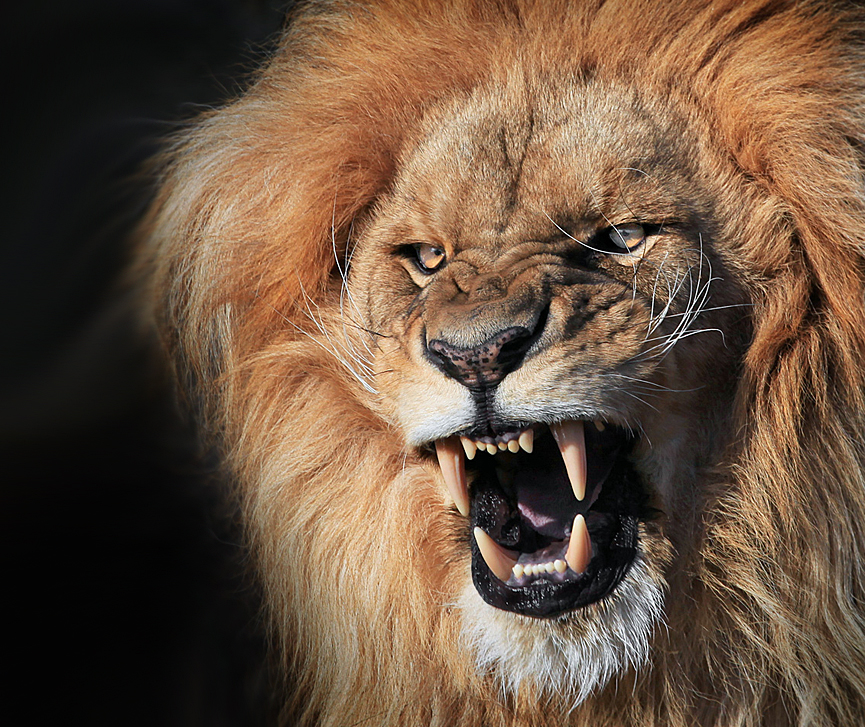 Las fauces del león. Klaus Wiese