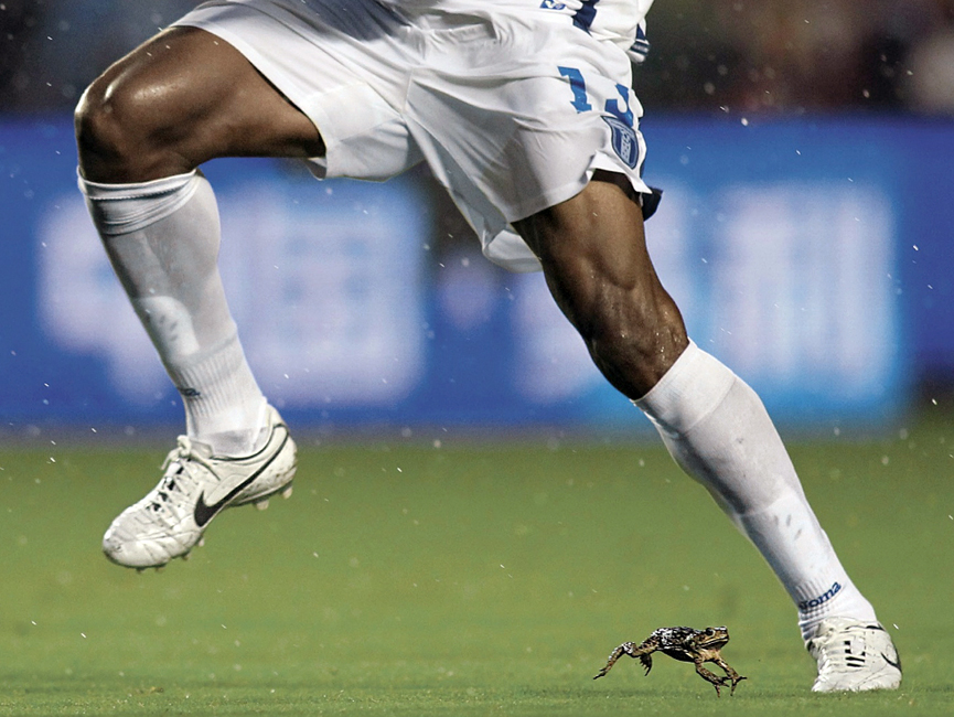 Rana toro, entre las piernas de Carlos Costly. Marc Serota, Getty Images