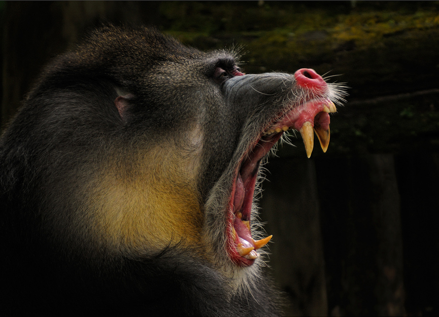 Mandril, Singapore Zoo. Toonman Blchin