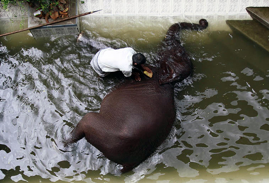 Mahout limpiando a su elefante, en Sri Lanka. Dinuka Liyanawatte, Reuters
