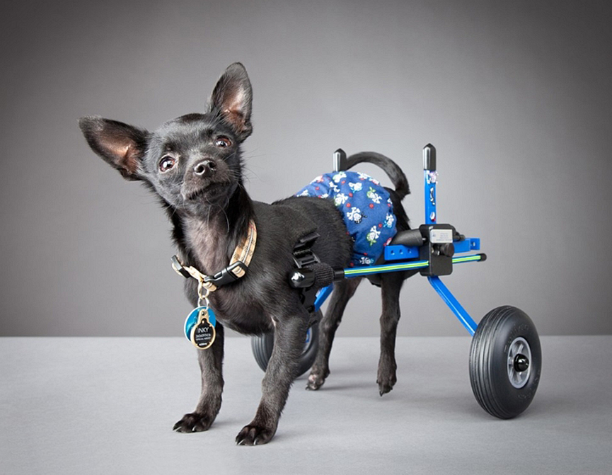 Curioso mira a la camara. Carli Davidson