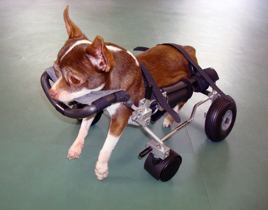 Gus, un pequeño chihuahua que fue destrozado por otro perro hace 2 años. Eddieswheels