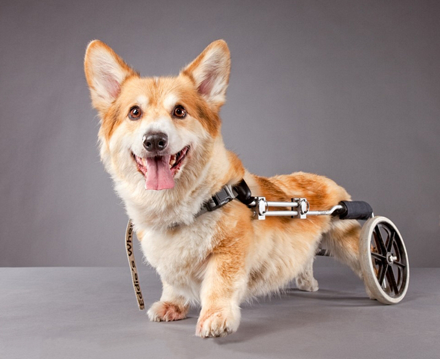 Perro discapacitado. Carli Davidson