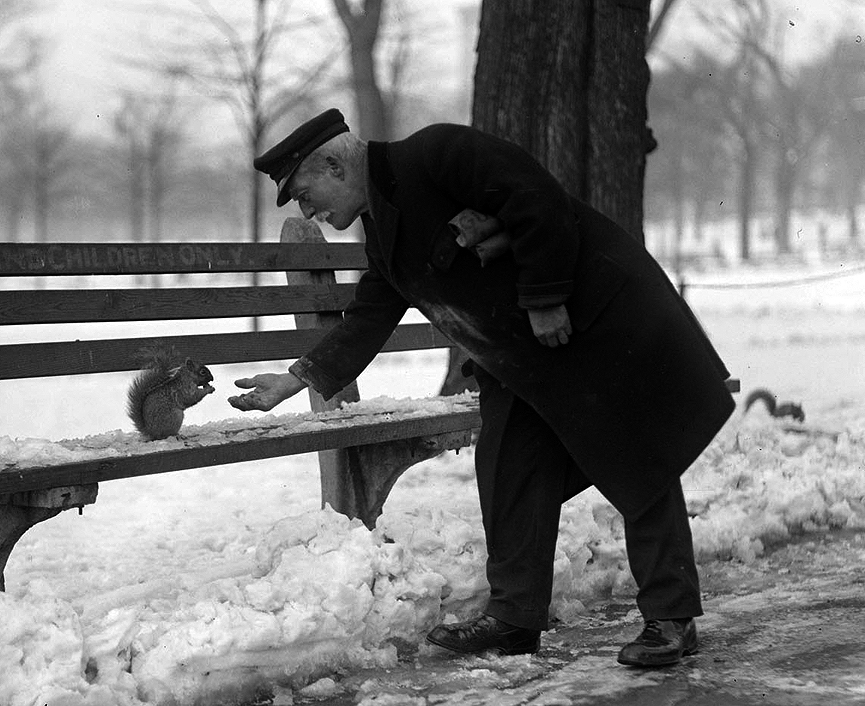 Una ardilla confiada en un banco de un parque de Boston, 1926. Boston Public Library