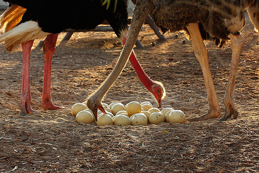 Nidada de avestruces. Ranji Padiyoor