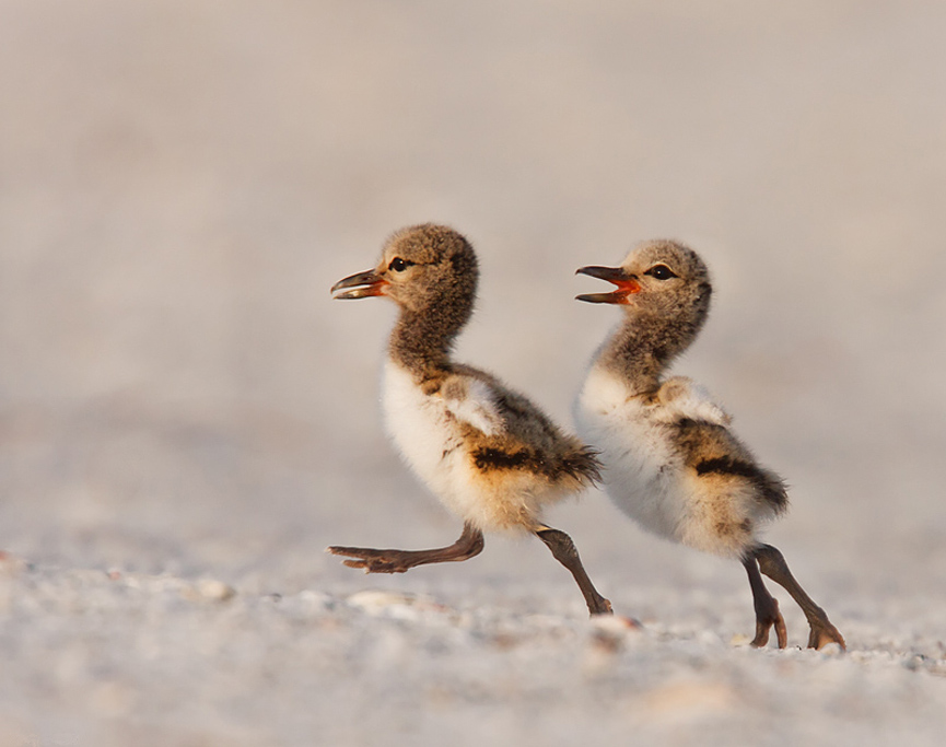 Crias de Ostrero. Marina Scarr