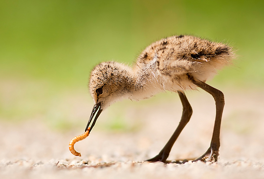 First meals. Stefano Ronchi