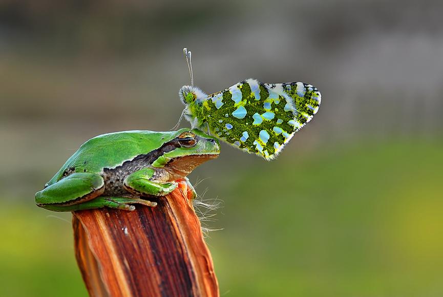 Gossip. Mustafa Öztürk