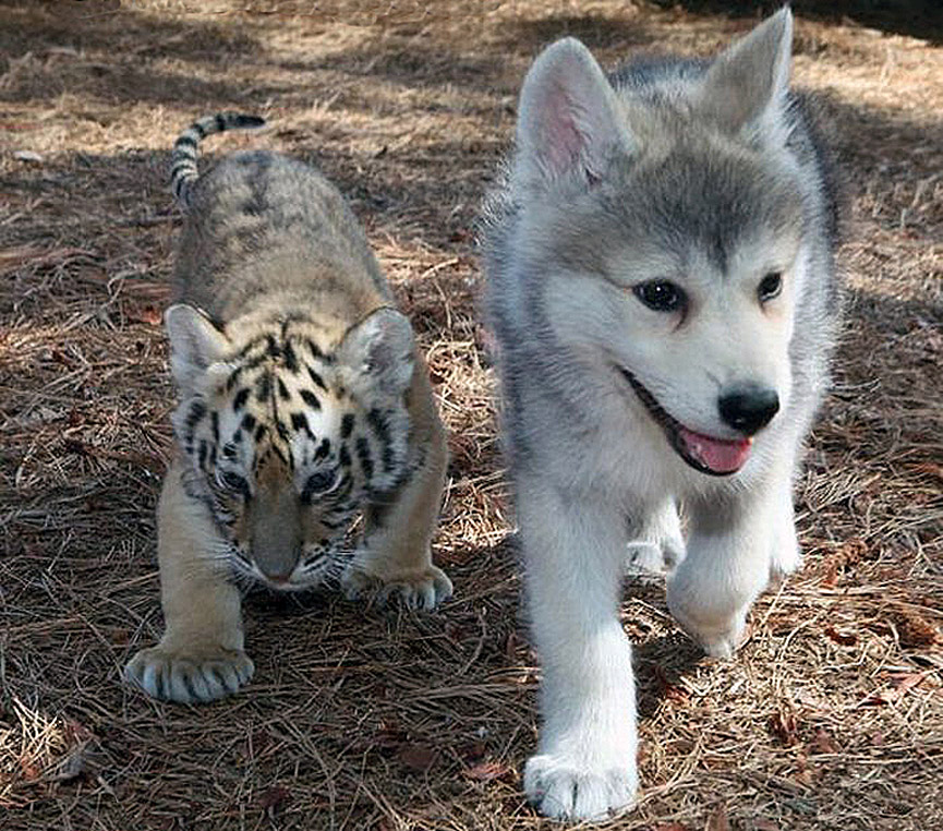 Cachorros de tigre y lobo juegan juntos en un zoo de Carolina del Sur. Barry Bland. Daily Mail