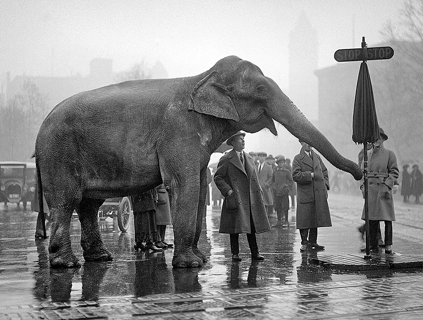 Un elefante parado junto a una antigua señal de tráfico, en Pennsylvania Avenue, Washington, en 1923. Libreria del Congreso