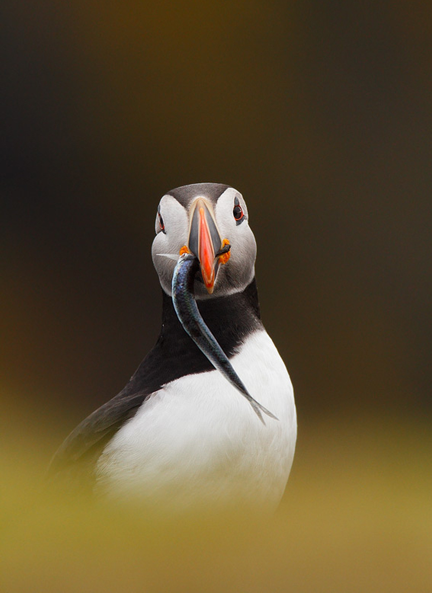 Atlantic Puffin. Claudio Ciseria