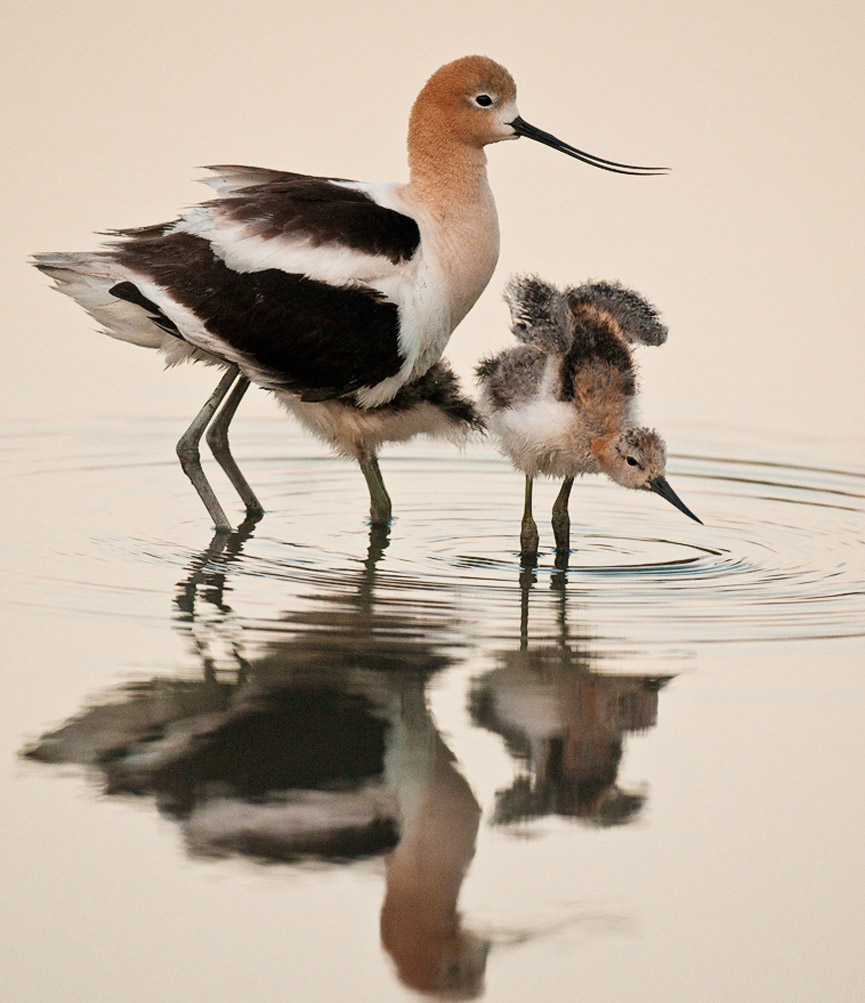 Avoceta y bebés. Monte Stinnett