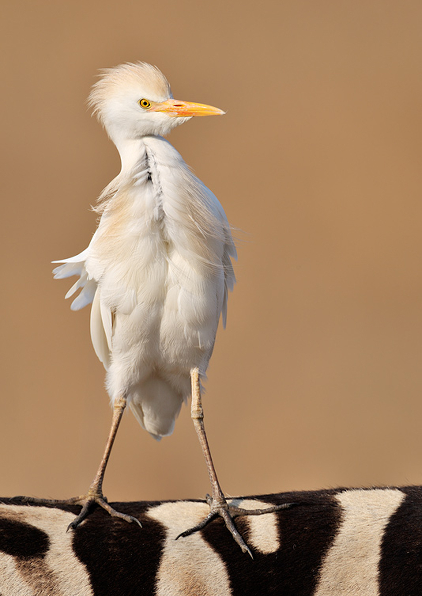 Cattle Egret. Eric Landsberg