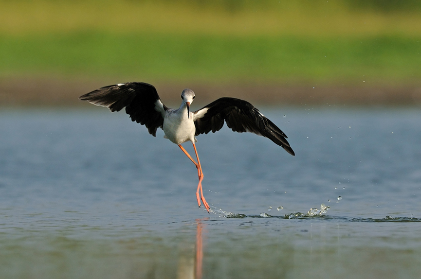Dance on water. Uri Kolker