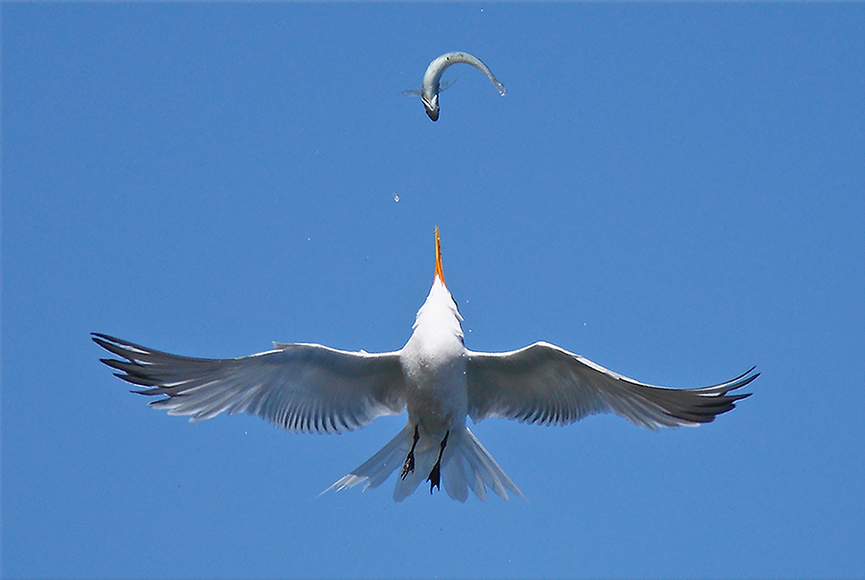 Elegante Tern jugando con un pez. Linh Dinh