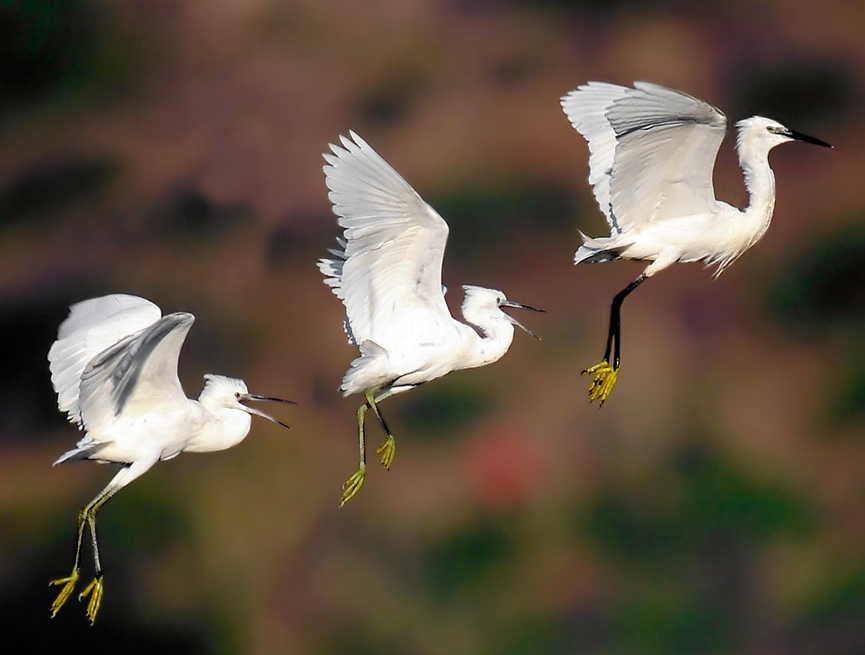 Primera lección de vuelo. Giangiorgio Crisponi