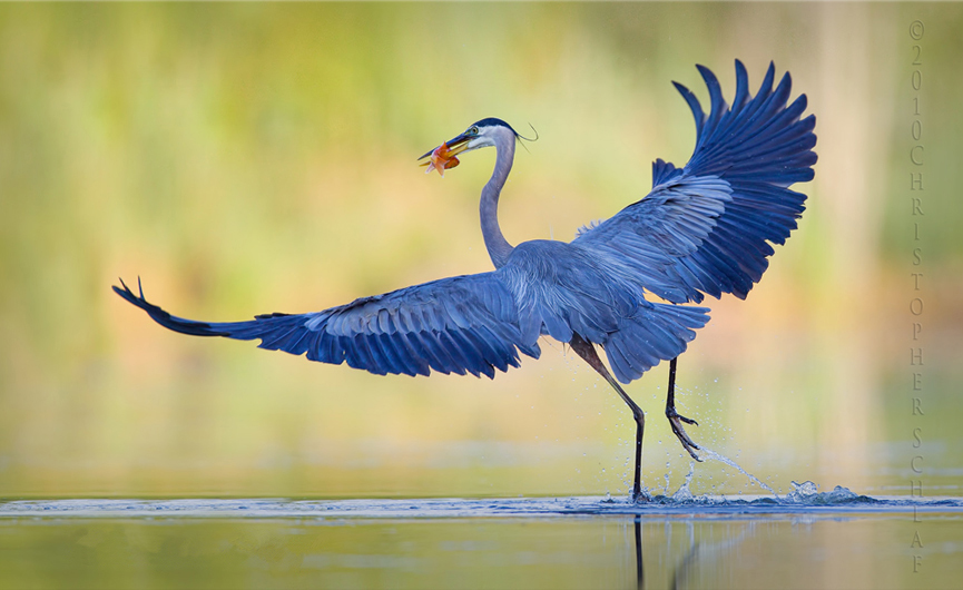 Great Blue Heron Take Off. Christopher Schlaf