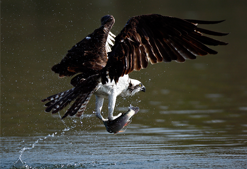 Hit and Run, Osprey. Linh Dinh