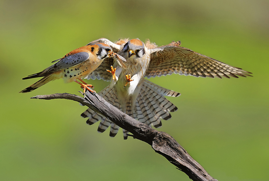 Love Is Sharing. Tanni Thai