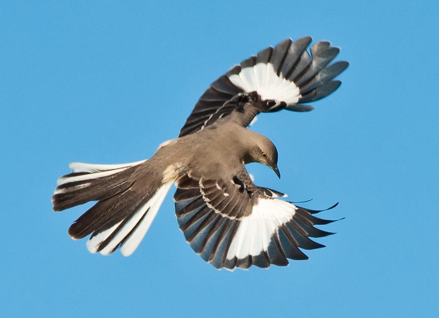 Northern mockingbird. Monte Stinnett