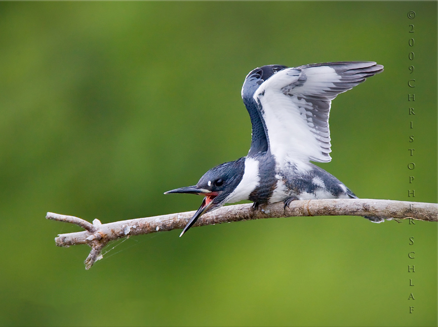 Not to happy King Fisher. Christopher Schlaf