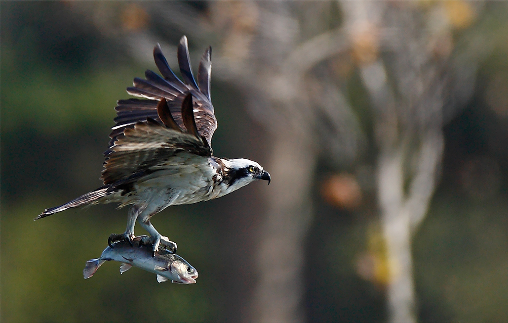 Osprey in evening light. Linh Dinh