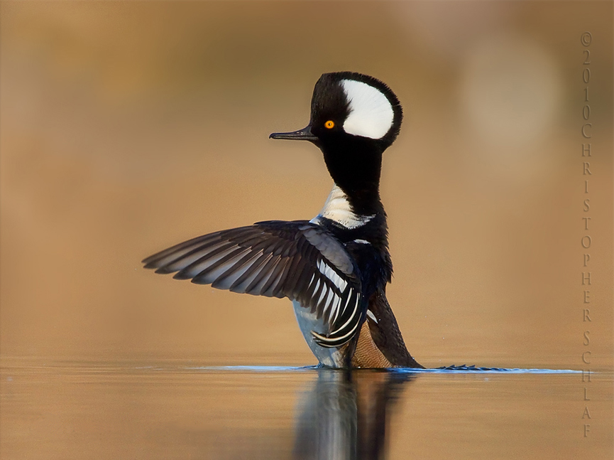 Pollo de agua encapuchado. Christopher Schlaf