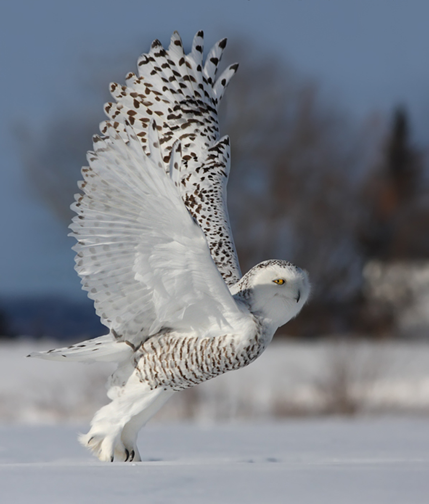Snowy Owl. Mircea Costina