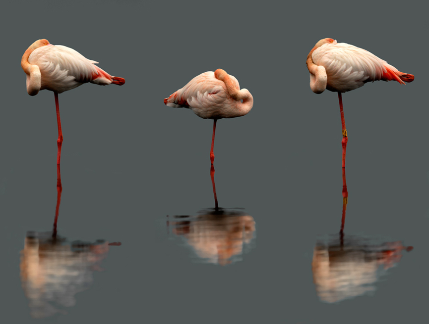 Three birds, three legs for bed. Giangiorgio Crisponi