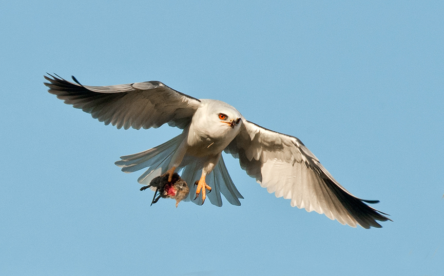 White tailed kite and prey. Monte Stinnett