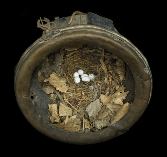 Bewicks Wren. Sharon Beals