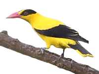 Black Naped Oriole