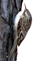 Brown Creeper