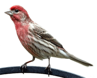 Carpodaco doméstico